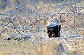 Ratel (Mellivora capensis), Kwai concession, Botswana