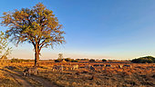Plains Zebra ( Equus quagga) at sunset, Khwai concession, Botswana