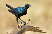 Burchell's Choucador (Lamprotornis australis) on a branch, Moremi Park, Botswana