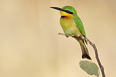 Little Bee-eater (Merops pusillus) on a branch, Moremi, Botswana