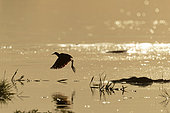 African Jacana (Actophilornis africanus) taking off at sunset, Khwai concession, Botswana