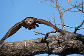 Juvenile Bateleur (Terathopius ecaudatus) taking off, Morémi Park, Botswana