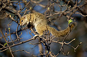Smith's bush squirrel (Paraxerus cepapi) in a tree, Moremi, Botswana
