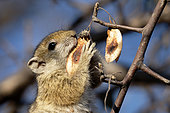 Smith's bush squirrel (Paraxerus cepapi) eating seeds, Moremi, Botswana