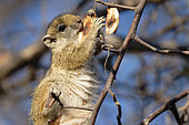 Smith's bush squirrel (Paraxerus cepapi) eating seeds, Moremi, Botswana
