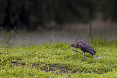 Glossy Ibis (Plegadis falcinellus) scratching itself, Danube delta, Romania