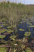 Red-necked grebe (Podiceps grisegena) nest with four eggs, Danube Delta, Romania