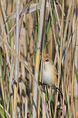 Juvenile Bearded reedling (Panurus biarmicus) in a reedbed in the Danube delta, Romania.