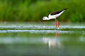 Black-winged stilt (Himantopus himantopus) catching an insect standing in a lake, Hungary