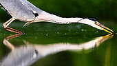 Grey heron (Ardea cinerea) catching something, standing in the lake, Hungary