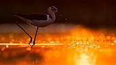 Black-winged stilt (Himantopus himantopus) standing in a lake at sunset, Hungary