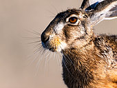 European hare (Lepus europaeus), portrait, Hungary