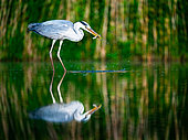 Grey heron (Ardea cinerea) catching a fish, standing in the lake, Hungary