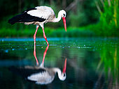 White stork (Ciconia ciconia) standing in water, Hungary