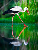 White stork (Ciconia ciconia) standing in water, Hungary