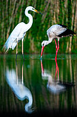 White Stork (Ciconia ciconia) and Great Egret (Ardea alba) standing in water, Hungary