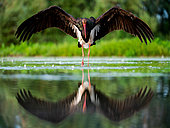 Black stork (Ciconia nigra) standing in water, Hungary