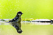 Great tit (Parus major) bathing in water, Hungary