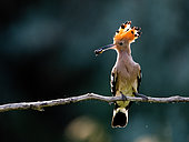 Hoopoe (Upupa epops) with an insect in its beak on a branch, Hungary