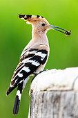 Hoopoe (Upupa epops) with an insect in its beak, Hungary