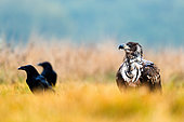 White-tailed Eagle (Haliaeetus albicilla) with Common Raven (Corvus corax) in the grass, Poland