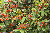 Milkflower cotoneaster, Cotoneaster lacteus, berries