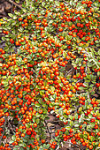Cotoneaster fastigiatus, fruits
