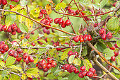 Cotoneaster gentiana, fruits