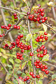Cotoneaster obscurus, fruits