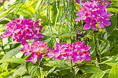 Hydrangea 'Mme G.J. Bier', Hydrangea macrophylla 'Mme. G.J. Bier', flowers
