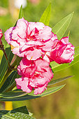 Nerium oleander 'Rose Double', Nerium oleander 'Variegata', flowers