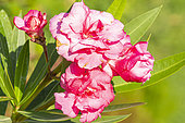Nerium oleander 'Rose Double', Nerium oleander 'Variegata', flowers