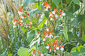 Scarlet runner bean, Phaseolus coccineus 'Goliath', flowers