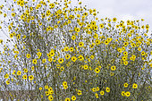 Helianthus giganteus 'Sheila's Sunshine', flowers