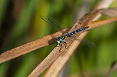 Migrant hawker (Aeschna mixta) male on a dry reed in early autumn, Plan de La Garde, Var, France