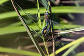 Migrant hawker (Aeshna mixta) mating on a reed in early autumn, Plan de La Garde, Var, France