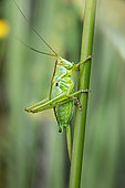 Wart-biter (Decticus sp) - Could be Heath bush-cricket (Gampsocleis glabra) given the smaller size than verrucivorus, female on a reed stem in springf Plaine des Mauresf around Les Mayons, Var, France