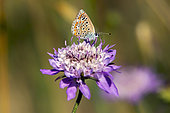 Brown Argus (Aricia agestis) foraging on a scabiosa flower in spring, Country roadside, near Hyères, Var, France