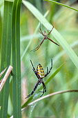 Wasp spider (Argiope bruennichi), pair on their web in summer, edge of a forest pond in the Massif de la Reine, Toul, Lorraine, France