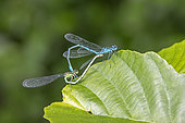 Azure damselfly (Coenagrion puella), Copulatory heart on a leaf in summer, edge of a forest pond in the Massif de la Reine, Toul, Lorraine, France