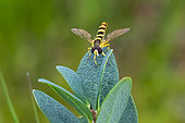 Hover-fly (Syrphidae sp) on an ericaceae leaf in summer, Tourbière du Lispach, La Bresse, Vosges, France