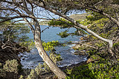 Landscape of the Var coast with a view of a small calanque in summer, on the coastal path in the Lavandou area, Var, France