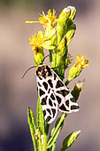 Discrete chaperon (Cymbalophora pudica) on vegetation (seneçon?) in autumn, Plaine des Maures around Les Mayons, Var, France