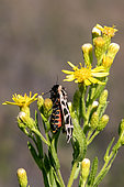 Discrete chaperon (Cymbalophora pudica) on vegetation (seneçon?) in autumn, Plaine des Maures around Les Mayons, Var, France