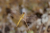 Sympetrum de Fonscolombe (Sympetrum fonscolombii) femelle sur une tige sèche à l'affût en automne, Plaine des Maures, environs des Mayons, Var, France