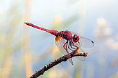 Violet Dropwing (Trithemis annulata) male stalking on a shrub branch in autumn, near Lac des Escarcets, Plaine des Maures, Var, France