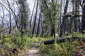Landscape of burnt forest with regrowth of the plant cover, Plaine des Maures, near Lac des Escarcets, Var, France