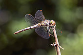 Sympetrum fascié (Sympetrum striolatum) femelle à l'affût sur une tige en automne, Bord du Gapeau aux environs de Hyères, Var, France