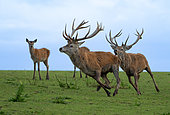 Red deer (Cervus elaphus) stag chaasing another stag, England