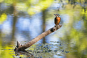 Young European Kingfisher perched on the branch of a fallen tree in the Allier River - France